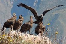 condor andino